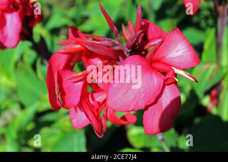 Canna 'Tropical Rose', Pflanzen und Blumen bis Ende des Sommers, Zagreb, Kroatien Stockfoto