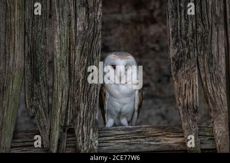 Schleiereule mit auffälligen weißen Federn und einem wachsamen Ausdruck. Iconicke nächtliche Raubvogelart, die in der britischen Landschaft weit verbreitet ist. Stockfoto