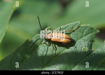 Weibchen rot-brauner Longhorn Käfer (Stictoleptura rubra), Familie Cerambycidae auf einem Blatt in den Dünen. Niederlande, Juli Stockfoto