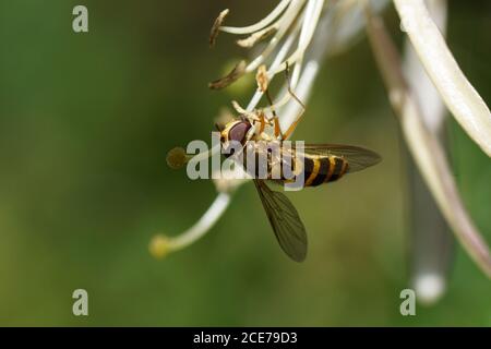 Hoverfly, Syrphus ribesii, Familie Syrphidae auf Pistill und Staubfäden einer Blume des Geißblättrigen (Lonicera periclymenum), Familie Caprifoliaceae. Niederlande Stockfoto