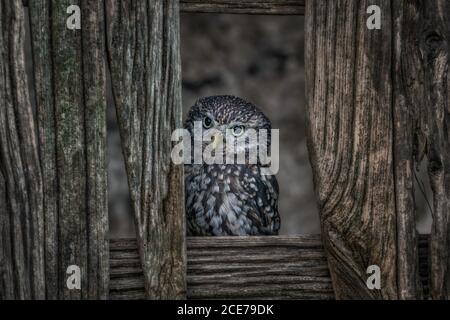 Europäische kleine Eule (Athene noctua) auf dem Land, getarnt in den Hintergrund. Wildvögel in Scheunen Stockfoto