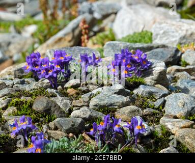 Alpine Toadlax, Linaria alpina, lila Blüten mit orangen Lappen in der Mitte, wächst in seiner natürlichen, felsigen Umgebung Stockfoto