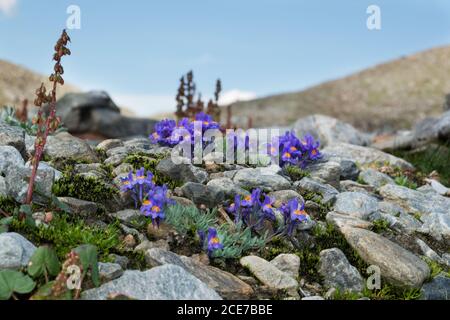 Alpine Toadlax, Linaria alpina, lila Blüten mit orangen Lappen in der Mitte, wächst in einer alpinen Landschaft. Auf der linken Seite Alpenstrauch Stockfoto