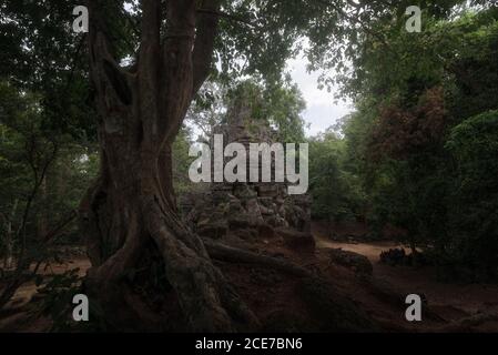 Niedriger Winkel der wunderbaren Landschaft des alten buddhistischen Tempels bedeckt Mit riesigen Baumwurzeln und im Dschungel in Kambodscha gelegen Stockfoto