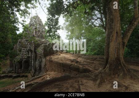 Niedriger Winkel der wunderbaren Landschaft des alten buddhistischen Tempels bedeckt Mit riesigen Baumwurzeln und im Dschungel in Kambodscha gelegen Stockfoto