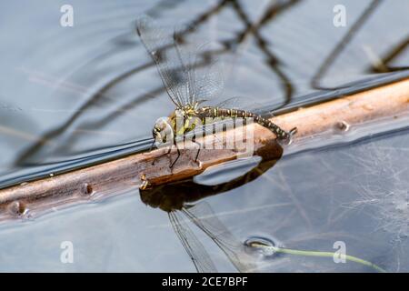Weibliche Wanderfalke Libelle (Aeshna mixta) ovipositing in einem Teich, Großbritannien Stockfoto