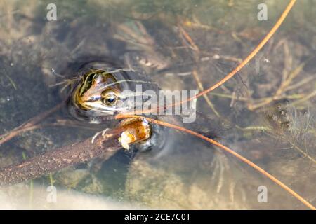 Schwimmfrosch (Pelophylax lessonae, früher Rana lessonae) in einem