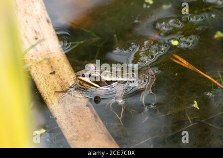 Schwimmfrosch (Pelophylax lessonae, früher Rana lessonae) in einem