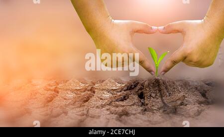 Das Konzept der ökologischen Restaurierung das Wachstum der Sämlinge auf Risse im Boden, Risse im Boden in der trockenen Jahreszeit, die durch die globale Erwärmung verursacht betroffenen Cli Stockfoto