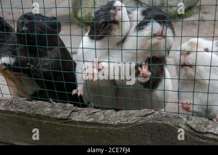 Nahaufnahme von Meerschweinchen in einem Käfig Stockfoto