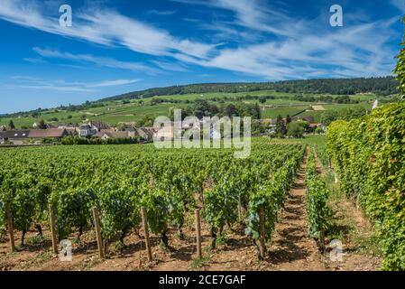 Blick auf den Weinberg in Burgund Bourgogne Heimat von Pinot Noir und chardonnay im Sommer Tag mit blauem Himmel. Cote d'Or Stockfoto