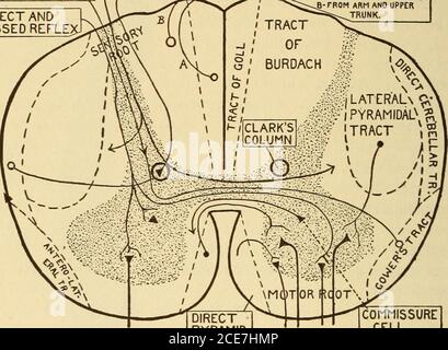 . Dr. Evans' wie man gut hält; . Lendenbereich -, Coccyx Abb. 147. – Die Wirbelsäule. Lateraler Aspekt. 368 DAS GEISTIGE oder nervöse Kind, um eine möglicherweise schlechte Vererbung durch Besitz und Umwelt zu korrigieren. Der ungemäßigte Alkoholkonsum ist ein beitragender oder ursächlicher Faktor mehrerer Formen des Wahnsinns im Individuum, das dazu veranlagt ist. Der gewohnheitsmäßige Gebrauch der Gewohnheit-bildenden Drogen, besonders die des sedativeund hypnotischen Typs, kann Delirium oder Wahnsinn verursachen. Kemembering, dass Syphilis, Typhus, Scharlach, Masern, tuber- SEKRETORISCHEN, VISZERALEN .TROPHISCHEN SCHMERZEN UND TEM-PERATURE-SINN TACT Stockfoto