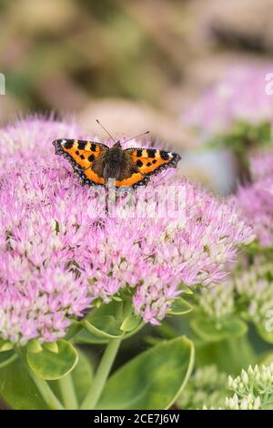 Ein kleiner Tortoiseshell Schmetterling Aglais urtica und eine Biene, die sich von den Blüten einer Sedum Pflanze ernährt. Stockfoto