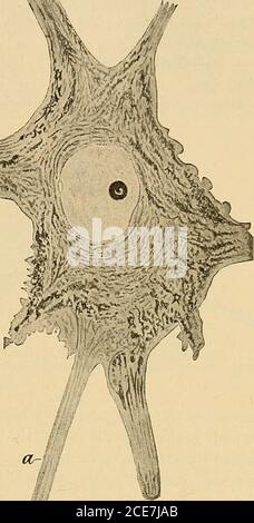. Ein Lehrbuch der Physiologie: Für Medizinstudenten und Ärzte. Abb. 61. – Golgi-Zelle (zweiter Typ).das Axon, A, teilt sich in eine Zahl offine Zweige. – (aus Obersteiner, nachAndriezen.) Abb. 62. – normale vordere Hornzelle{Warrington), zeigt die Nissl-Granulate in der Zelle und den Dendriten: A, der Axontyp. Aber innerhalb der Nervenachse ist der größte Teil der Leitung von Neuron zu Neuron, entlang sensorischer und motorischer Pfade, mit Hilfe solcher Strukturen, die Dendriten sind das empfängliche Sinnesorgan und das Axon der motorischen Apparatur. Die Golgi-Zellen des zweiten Typs (Abb. 61) sind relativ Stockfoto