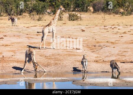 Giraffen und Zebras trinken und beobachten am Wasserloch, Hwange Nationalpark, Matabeleland Nord, Simbabwe, Afrika Stockfoto