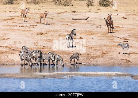 Zebraherde trinkt am Wasserloch in der Savanne, Hwange Nationalpark, Matabeleland Nord, Simbabwe, Afrika Stockfoto