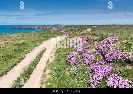 Meeresblüte Armeria maritima und Nierenziefer Anthyllis velneraria wächst auf dem Küstenpfad bei Bedruthan Steps in Carnewas in Cornwall. Stockfoto