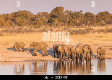 Elefantenherde trinkt am Wasserloch, am Abend Hwange-Nationalpark, Matabeleland Nord, Simbabwe, Afrika Stockfoto