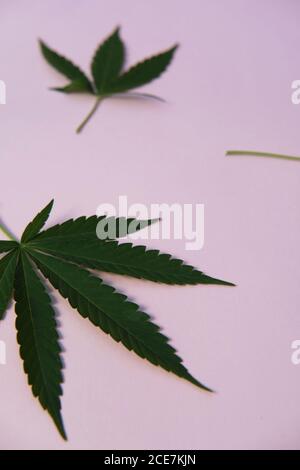Marihuana Blätter in rosa Hintergrund Stockfoto