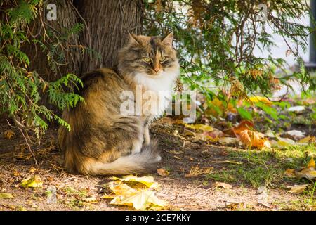 Eine fette Tricolor Katze Tricolor Katze sitzt unter einem Baum Im Herbst Blätter Stockfoto