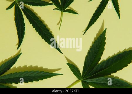 Marihuana Blätter auf grünem Hintergrund Stockfoto