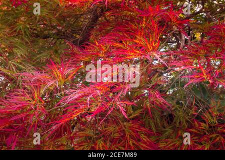 Brillante rote Blätter auf einen japanischen Ahorn Stockfoto