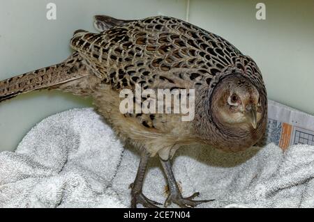 Gewöhnlicher Fasan (Phasianus colchicus) Erwachsene weibliche in der Pflege bei Wildlife Rettungszentrum, verletzt. Stockfoto