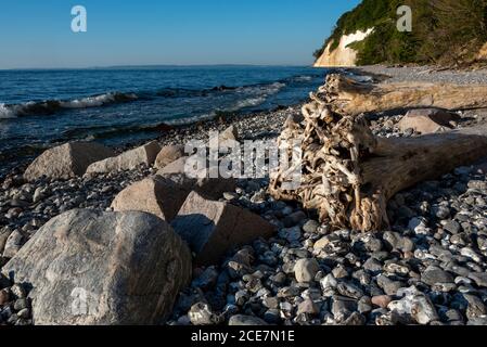 Sassnitz, Deutschland. August 2020. Unter den Kreidefelsen der Wissower Kliniken liegt eine große Baumwurzel. Quelle: Stephan Schulz/dpa-Zentralbild/ZB/dpa/Alamy Live News Stockfoto