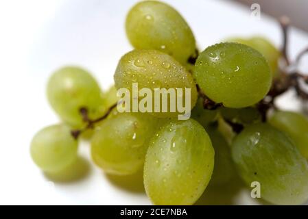 Frische grüne Trauben isoliert auf weißem Hintergrund. Reife Weißweintrauben mit Stiel Stockfoto