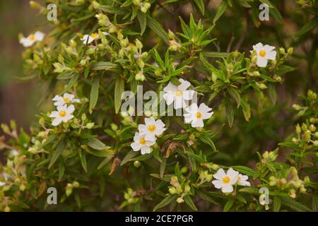 Cistus monspeliensis mit weißen zarten Blüten und grünen Blättern wachsen Im Sommer im grünen Garten Stockfoto