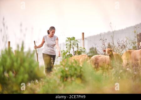 Bäuerin auf Wiese in ländlicher Umgebung mit Herde Von Schafen, die auf dem Feld pasten und Gras essen Stockfoto