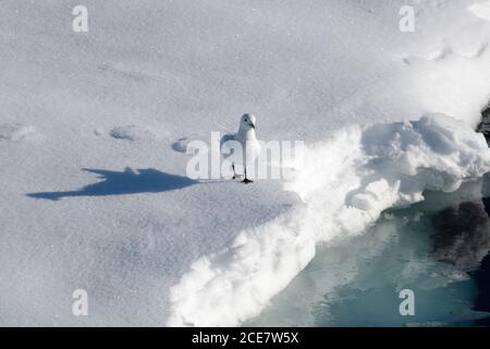 Elfenbeinmöwe (Pagophila eburnea) auf Packeis nordwestlich von Svalbard, Norwegen, Europa Stockfoto