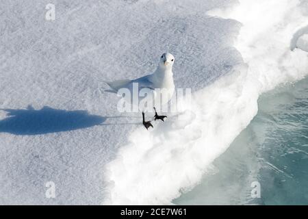 Elfenbeinmöwe (Pagophila eburnea) steht auf Packeis nordwestlich von Svalbard, Norwegen, Europa Stockfoto