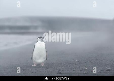 Chinstrap Pinguin (Pygoscelis antarctica) steht im Dampf von heißen Quellen am Strand, Whalers Bay, Deception Island, South Shetland Islands, Stockfoto