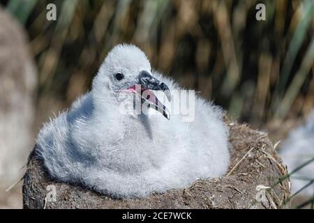 Schwarzbrauenalbatros (Thalassarche melanophris), Küken, auf seinem Nest sitzend. West Point Island, Falklandinseln, Südamerika Stockfoto