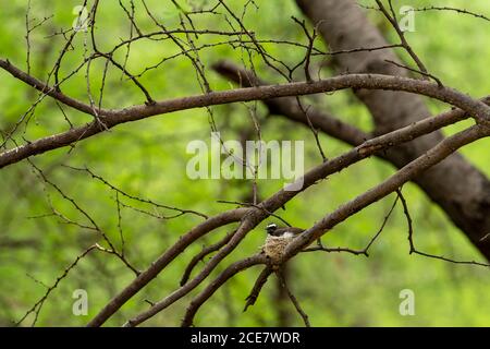 Weiße Kehlfantail in ihrem Nest während der Brutzeit in Monsun am keoladeo Nationalpark oder bharatpur Vogelschutzgebiet indien Rhipidura albicollis Stockfoto