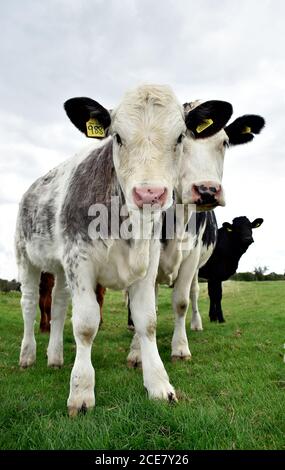 Kuhkalb mit Rinderkennzeichen id-Nummern auf beiden Ohren steht auf Farm Weideland mit seiner Mutter in Buckinghamshire England Ende August. Stockfoto