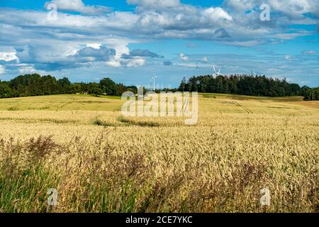 Typische Sommerlandschaft in Mecklenburg-Vorpommern, Gegend um Bad Doberan, Deutschland Stockfoto