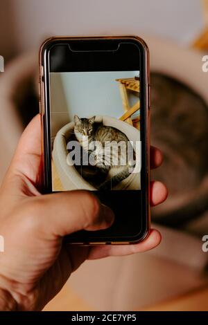 Crop anonyme Person mit Handy und Foto von Niedliche Katze liegt im Korb Bett Stockfoto