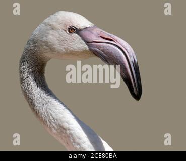Großer Flamingo (phoenicopterus roseus) juvenil Stockfoto