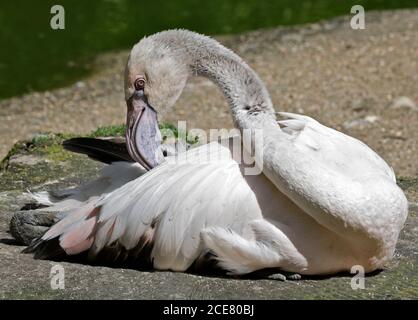 Großer Flamingo (phoenicopterus roseus) juvenil Stockfoto