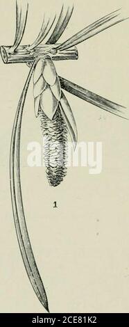 . Veitch's Handbuch der Nadelbäume : mit einer allgemeinen Übersicht über die Reihenfolge, eine Übersicht über die Arten in Großbritannien kultiviert, ihre botanische Geschichte, wirtschaftliche Eigenschaften, Ort und Verwendung in der Baumzucht, etc . iosed zu haben. Stockfoto