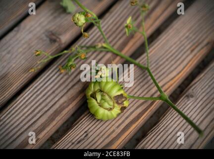 Beschädigte verfaulte grüne Tomate auf dem Bauernhof im Sommer. Verfaulte Tomaten auf Holzhintergrund Stockfoto