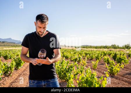 Seitenansicht fokussierte junge Winzer in casual schwarz Shirt raising Hand mit einem Glas Rotwein und Überprüfung der Qualität während Arbeiten auf sonnigen Plantagen Stockfoto