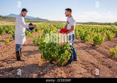 Seitenansicht Ganzkörper ernsthafte männliche Winzer mit Laptop und Notizbücher arbeiten am Weinberg an sonnigen Sommertagen Stockfoto