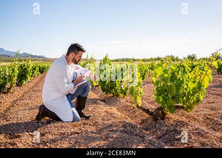 Seitenansicht in voller Länge fokussierten männlichen Winzer in Robe Hunkering Nach unten und überprüfen Traubenbüsche beim Aufschreiben Notizen in Notebook im sonnigen Sommer Weinberg Stockfoto