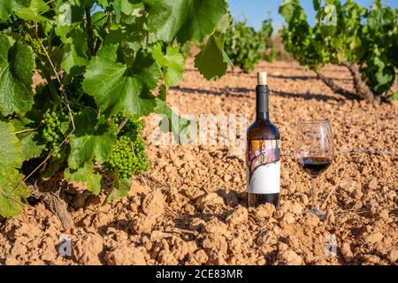Glas frischen aromatischen Rotwein und Flasche auf Boden in der Nähe von Traubenbüschen auf Weinanbaugebiet im sonnigen Sommer Tag Stockfoto