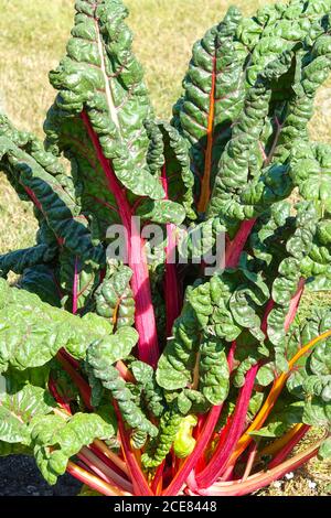 Schweizer Mangold Garten Schweizer Mangold 'Pink Passion' wächst im Gemüsegarten Stockfoto