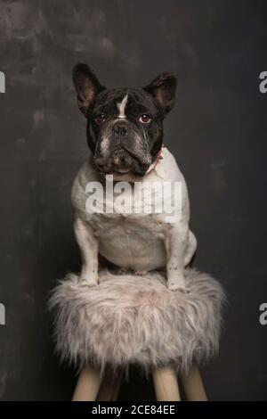 Liebenswert klein gehorsam kurzhaarig Französisch Bulldog sitzt auf weich Stoff auf Holzhocker in der Nähe der grauen Wand Stockfoto
