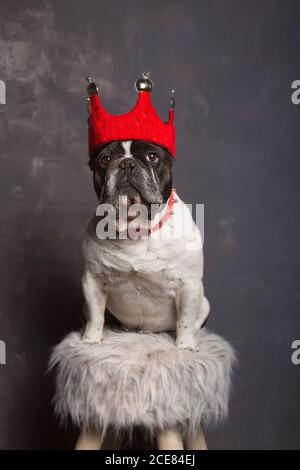 Liebenswert kleine ruhige kurzhaarige Französisch Bulldog in bunten Krone Und Spiked Kragen sitzt auf Hocker mit weichem Stoff in der Nähe Graue Zementwand Stockfoto